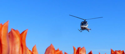 Helikopterflug über den Tulpen