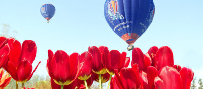 Tulpenballonfahrt über die Tulpenfelder