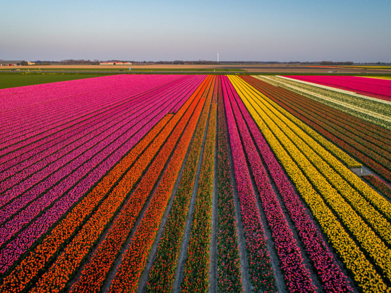 Tulpenvelden Flevoland