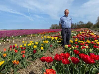Tulips varieties garden