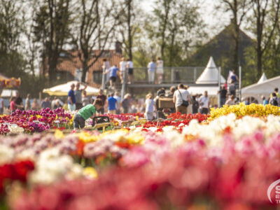 Tulpenfestival locatie: Tulpenbelevingsveld