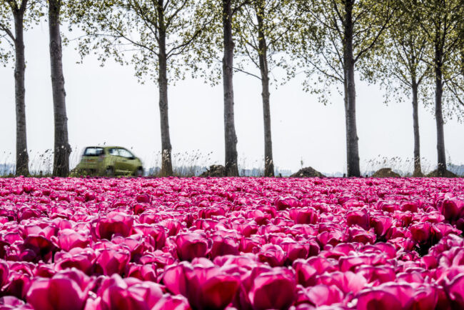tulpenroute