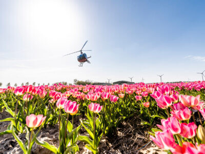 Tulip helicopter ride