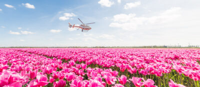 Helikopterflug über den Tulpen