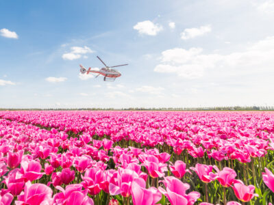 Tulip flight route