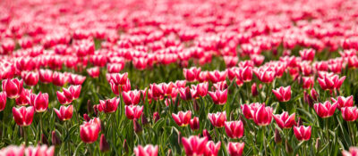Tulpenfestival locatie: Bij Ons in de Wellerwaard