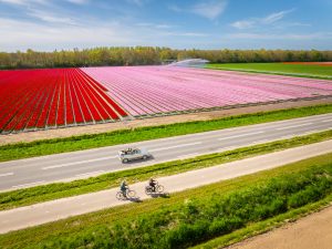 Tulpenfestival Noordoostpolder onder leiding van nieuw bestuur groot succes